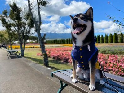 山中湖花の都公園