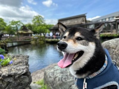 忍野八海