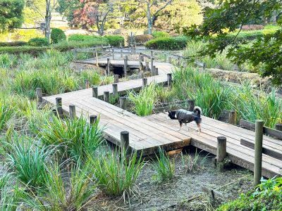 町田薬師池公園|四季彩の杜