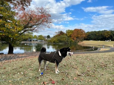 多摩中央公園|TAMA CENTRAL PARK
