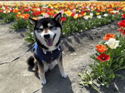 羽村のチューリップ畑