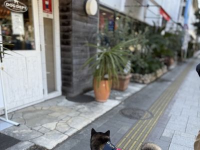 DOG DEPT お台場東京ビーチ店(ショップ)