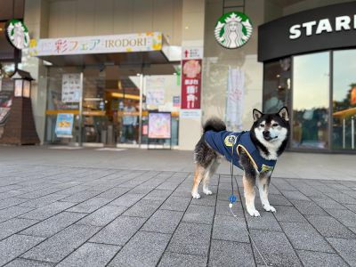 談合坂サービスエリア 上り
