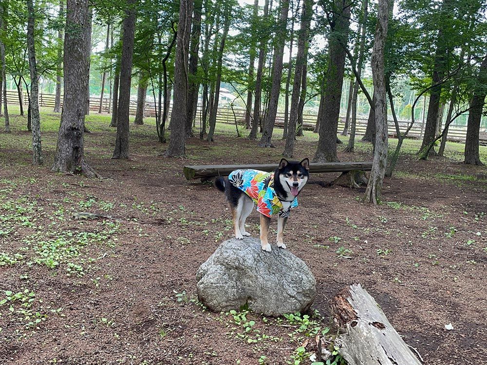 ドッグリゾートWoof