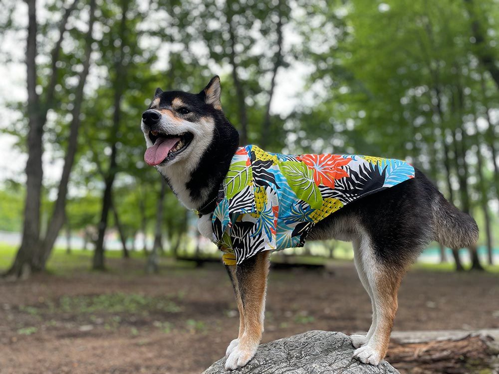 ドッグリゾートWoof