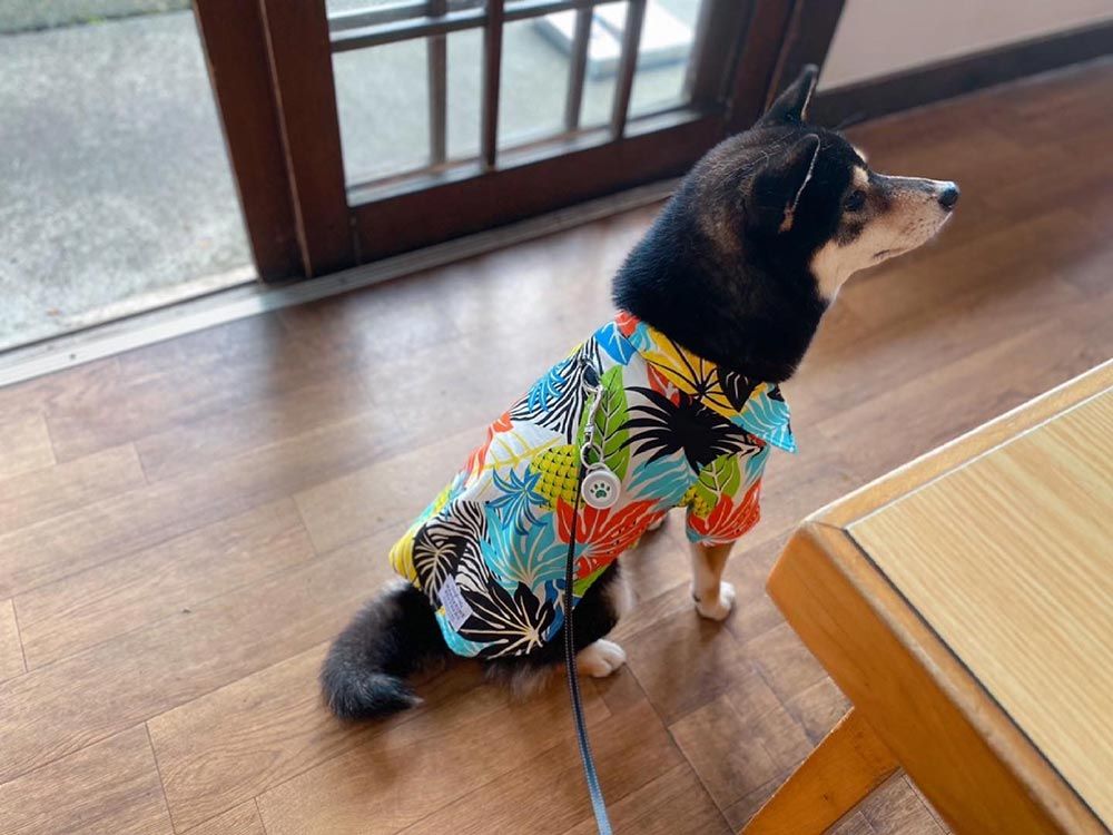 さんさい（ほうとう）