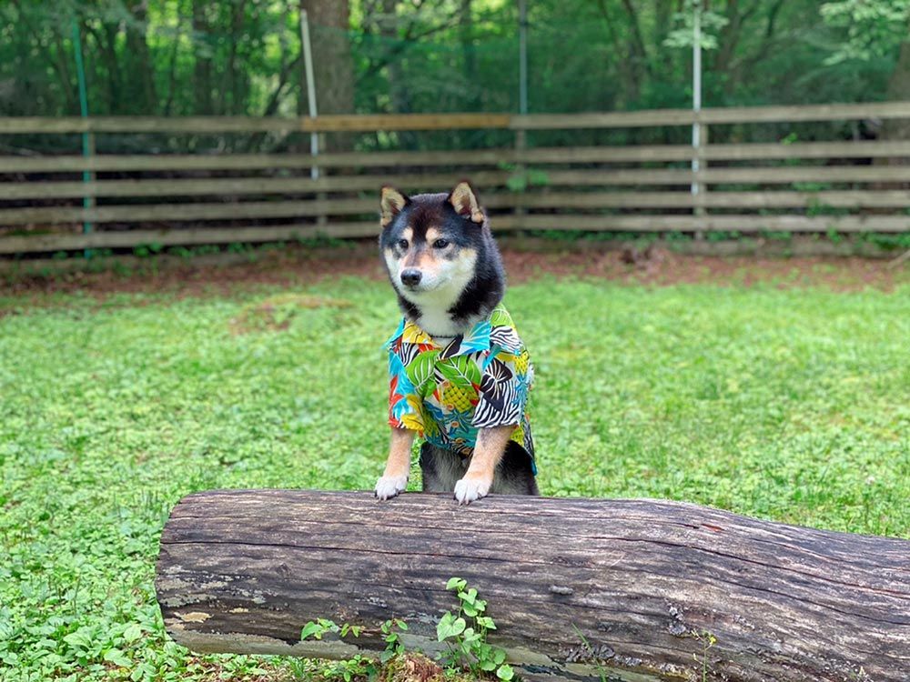 ドッグリゾートWoof