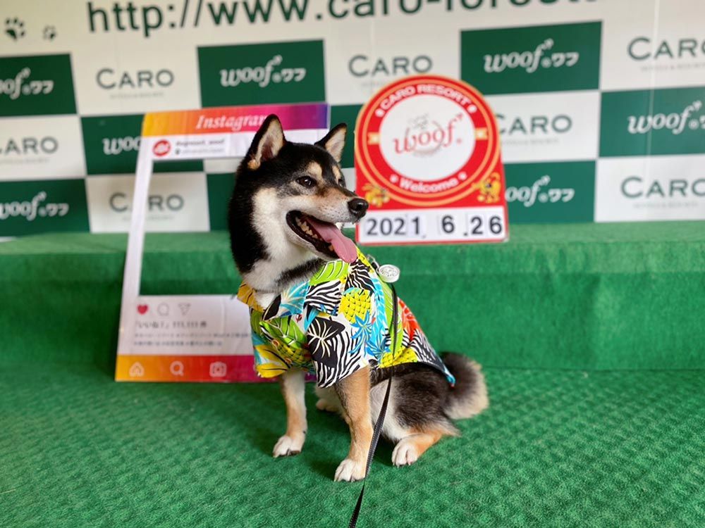ドッグリゾートWoof