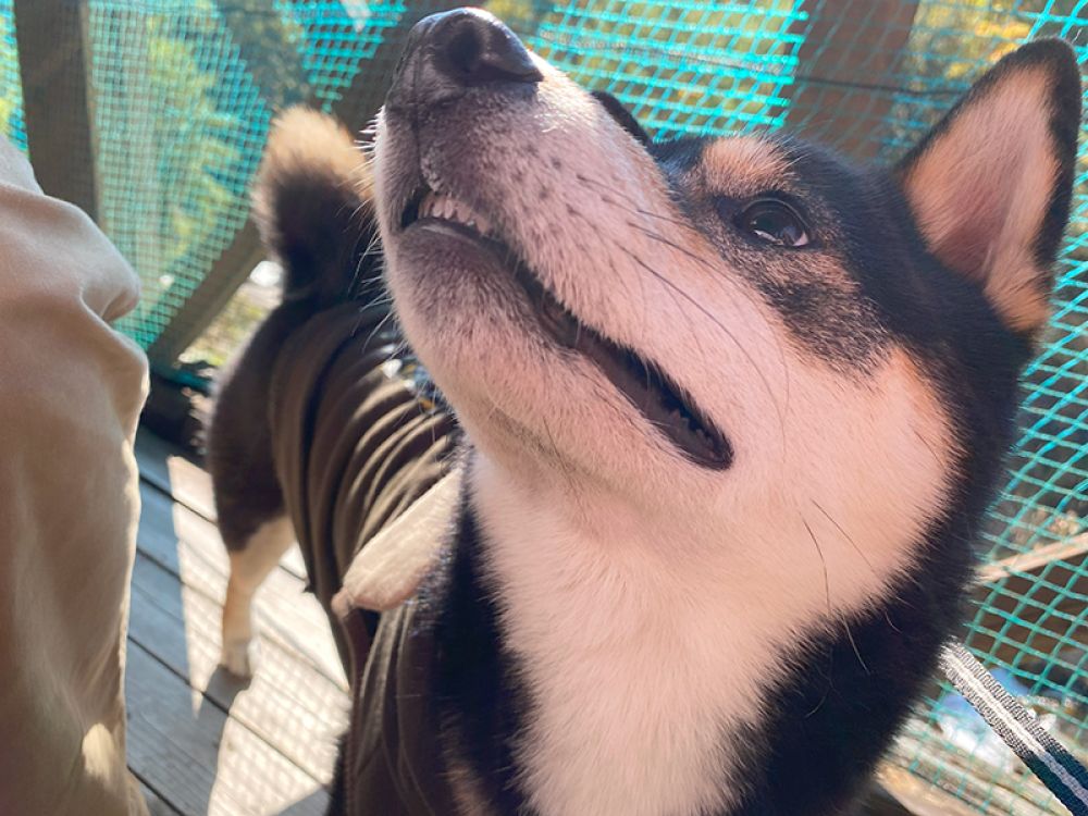 昇仙峡めん処　樹光庵