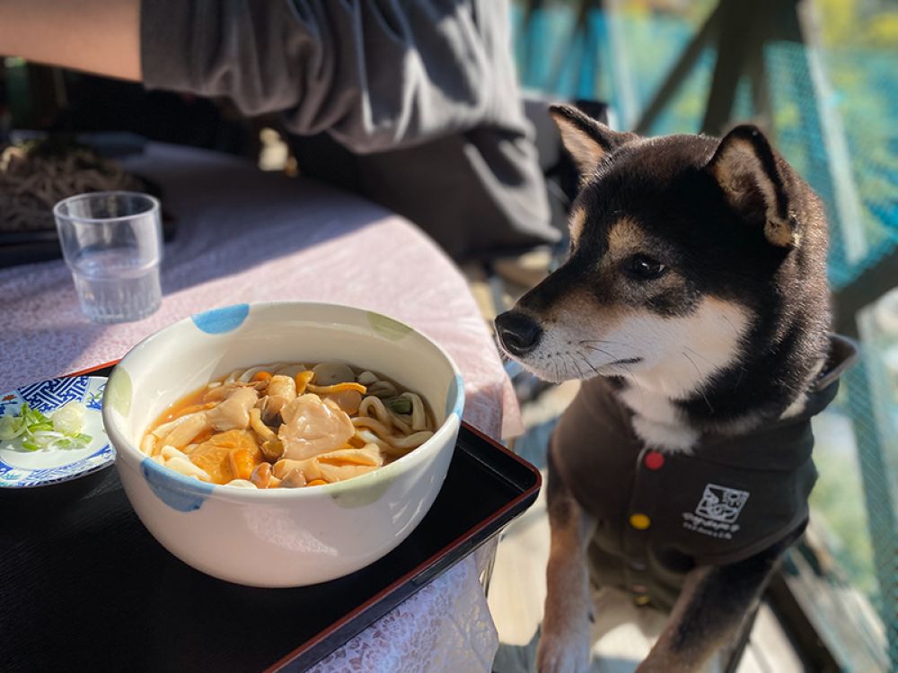 昇仙峡めん処　樹光庵