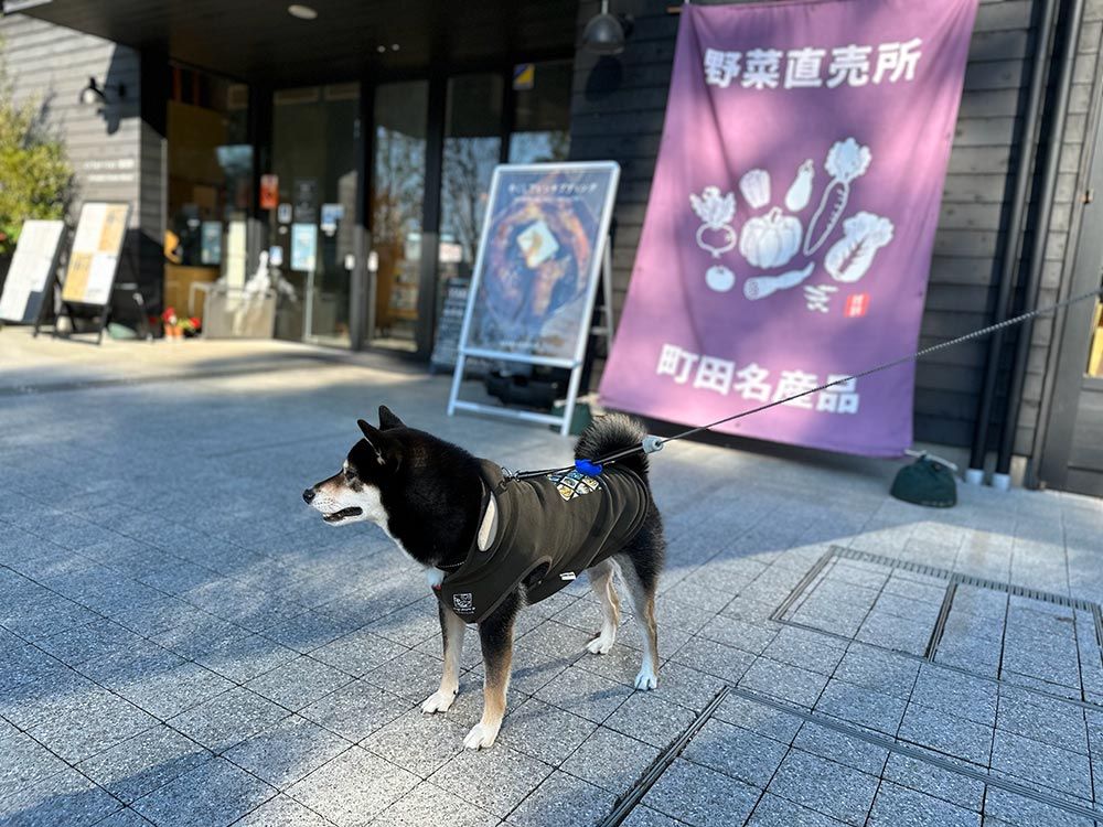 町田薬師池公園 四季彩の杜 西園