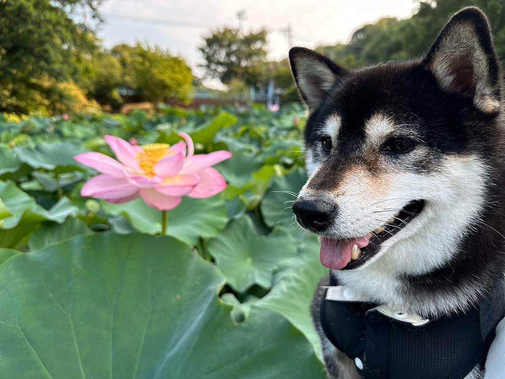 町田薬師池公園｜四季彩の杜