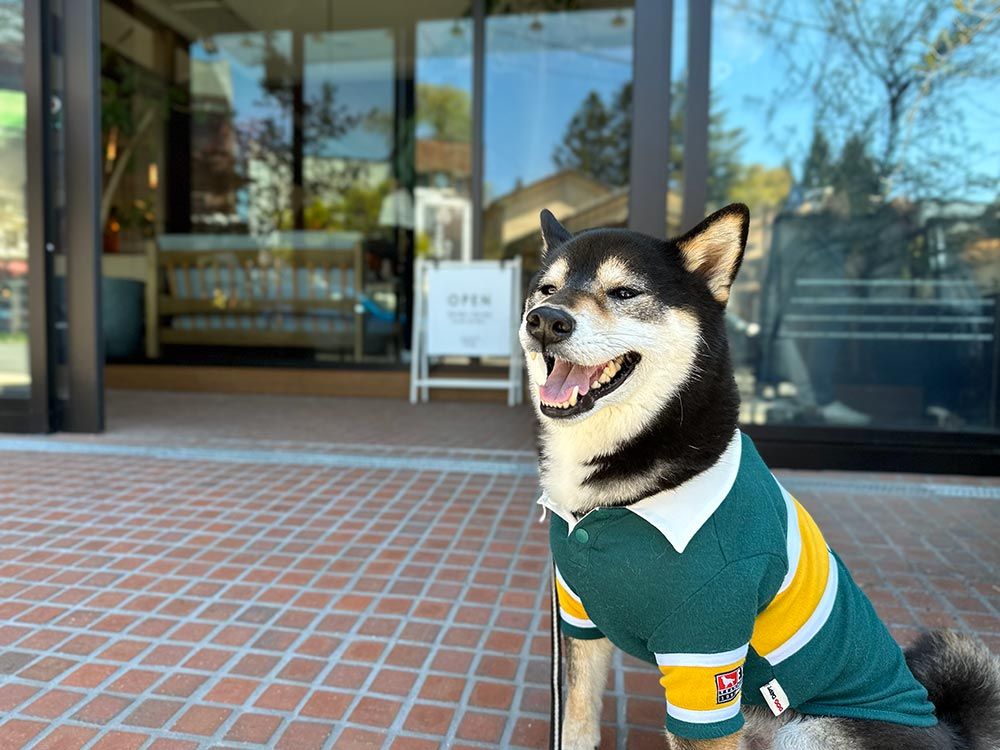 つるとんたん UDON NOODLE Brasserie KARUIZAWA JAPAN［軽井沢