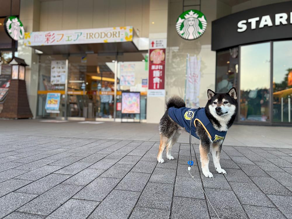談合坂サービスエリア 上り｜ドッグフレンドリーな施設「ワンだふる