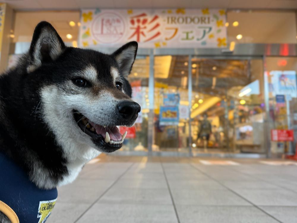 談合坂サービスエリア 上り｜ドッグフレンドリーな施設「ワンだふる