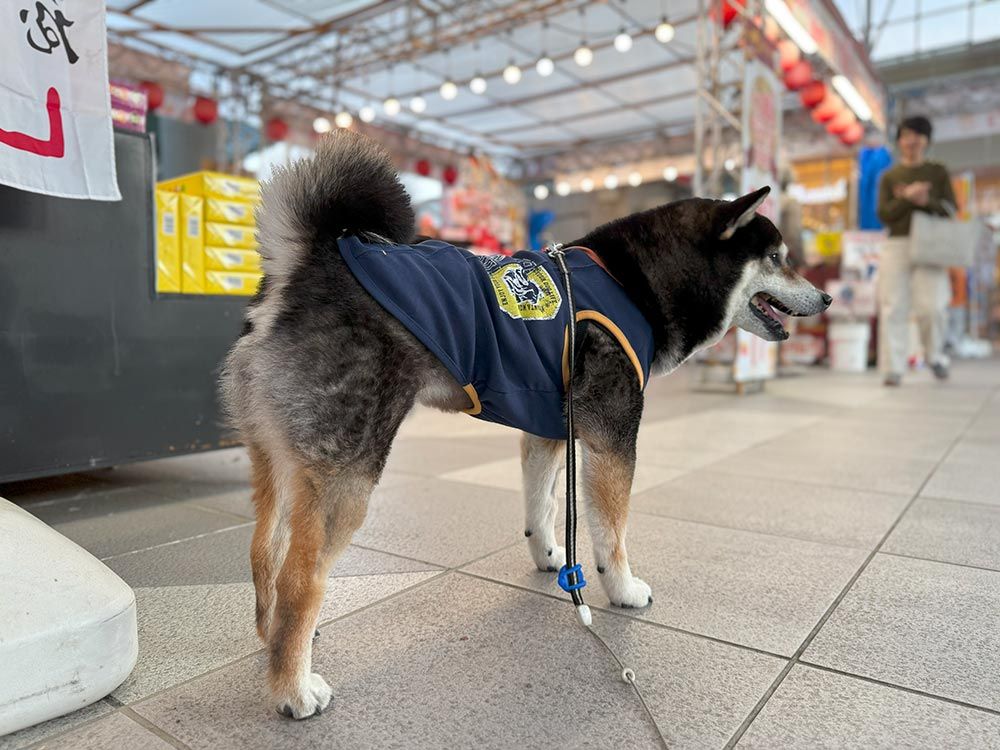 談合坂サービスエリア 上り｜ドッグフレンドリーな施設「ワンだふる