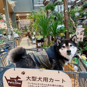 琥大朗ギャラリー おでかけフォト
