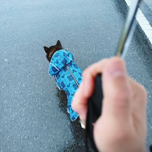 琥大朗ギャラリー 散歩フォト