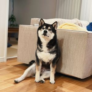 琥大朗ギャラリー 自宅フォト