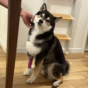 琥大朗ギャラリー 自宅フォト