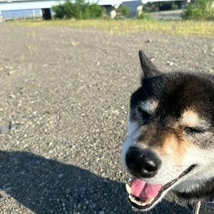 散歩フォト