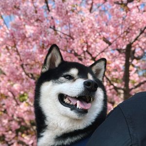 おでかけフォト