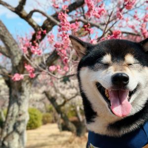 おでかけフォト