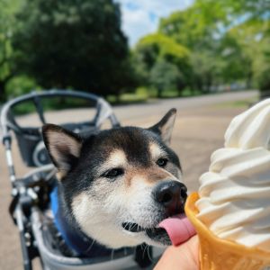 おでかけフォト