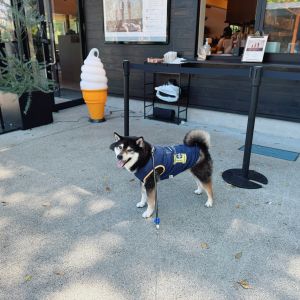 おでかけフォト