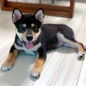 琥大朗ギャラリー 自宅フォト