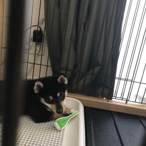 琥大朗ギャラリー 自宅フォト