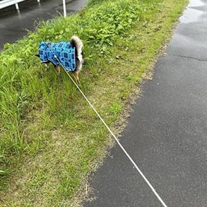 散歩フォト