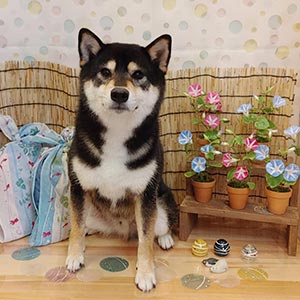 サロンフォト