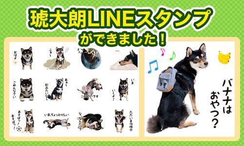 琥大朗のLINEスタンプ販売中