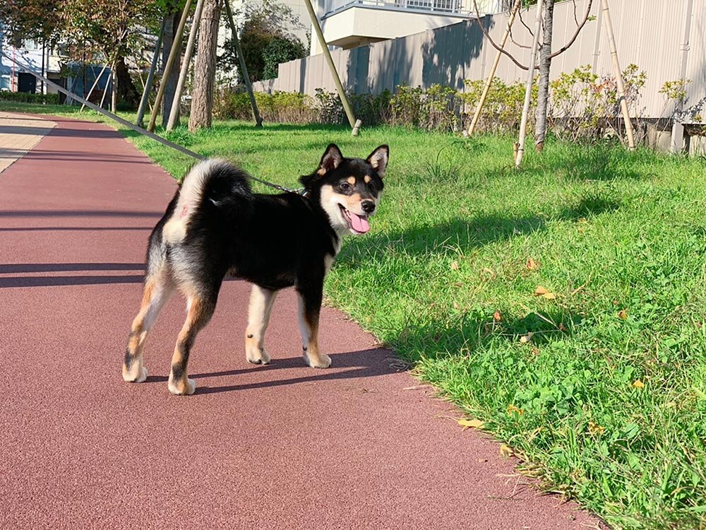 琥大朗を飼い始めて引っ越しを検討した理由