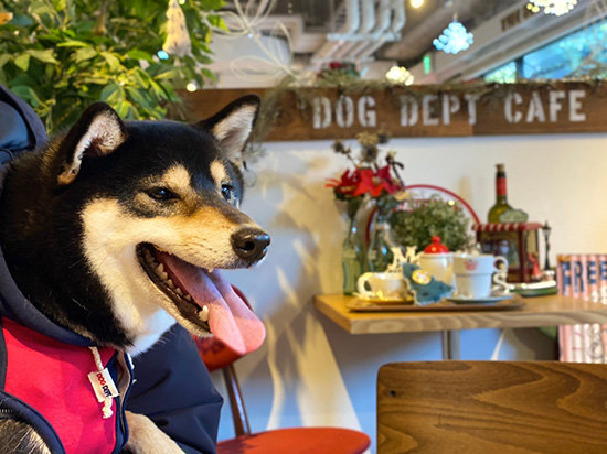 琥大朗 DOG DEPT + CAFE