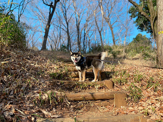 狭山公園を散歩する琥大朗