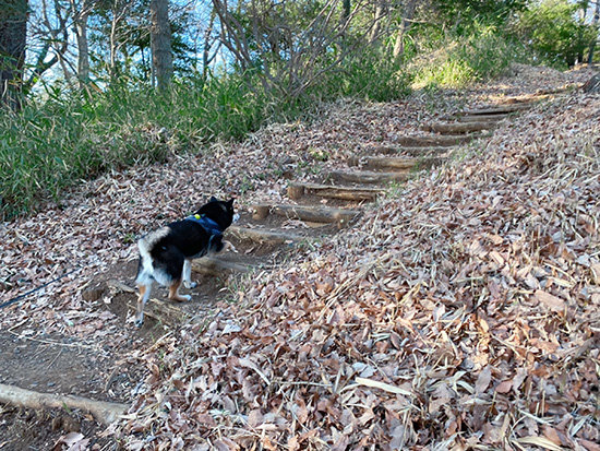 狭山公園を散歩する琥大朗