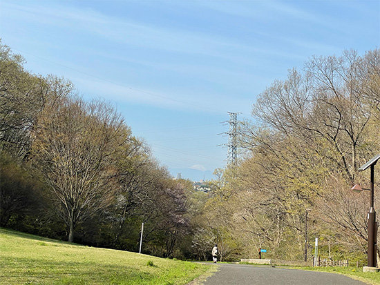 都立桜ヶ丘公園から見た富士山