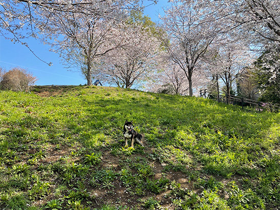 都立桜ヶ丘公園と琥大朗