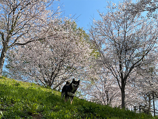 都立桜ヶ丘公園と琥大朗