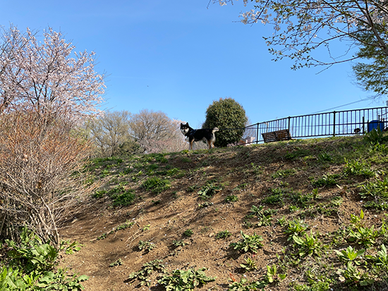 都立桜ヶ丘公園と琥大朗