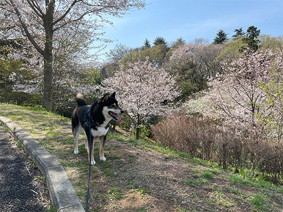 都立桜ヶ丘公園と琥大朗