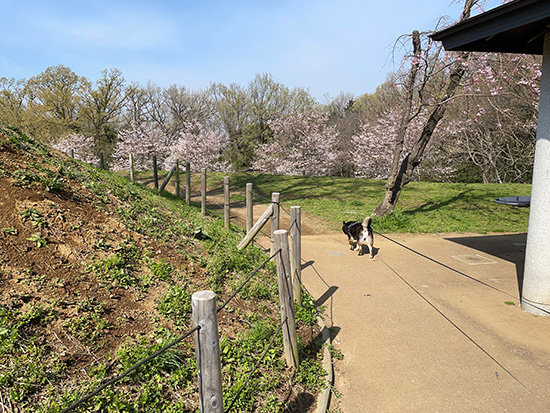 都立桜ヶ丘公園と琥大朗