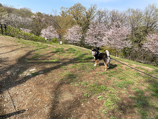 都立桜ヶ丘公園と琥大朗