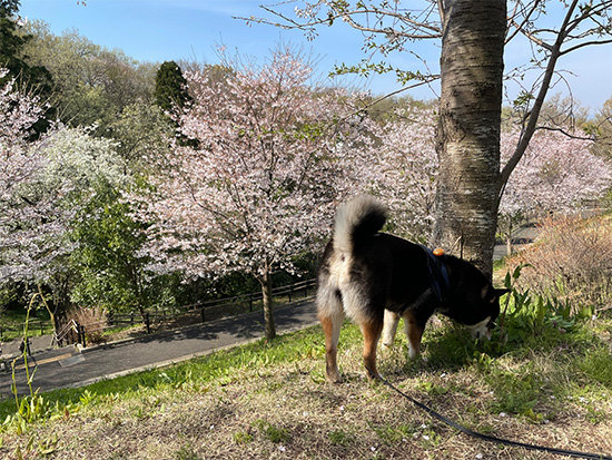 都立桜ヶ丘公園と琥大朗