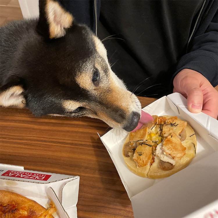 琥大朗 犬用ピザ