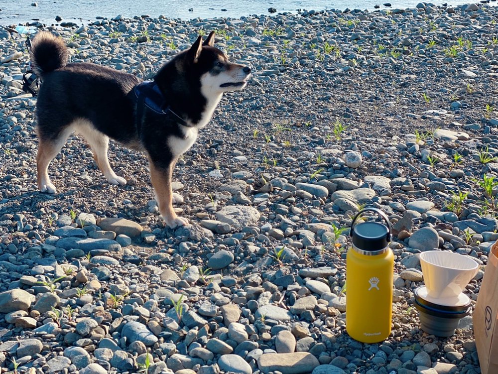 朝の河原でモーニングコーヒーのひと時 with 黒柴犬琥大朗 イメージ