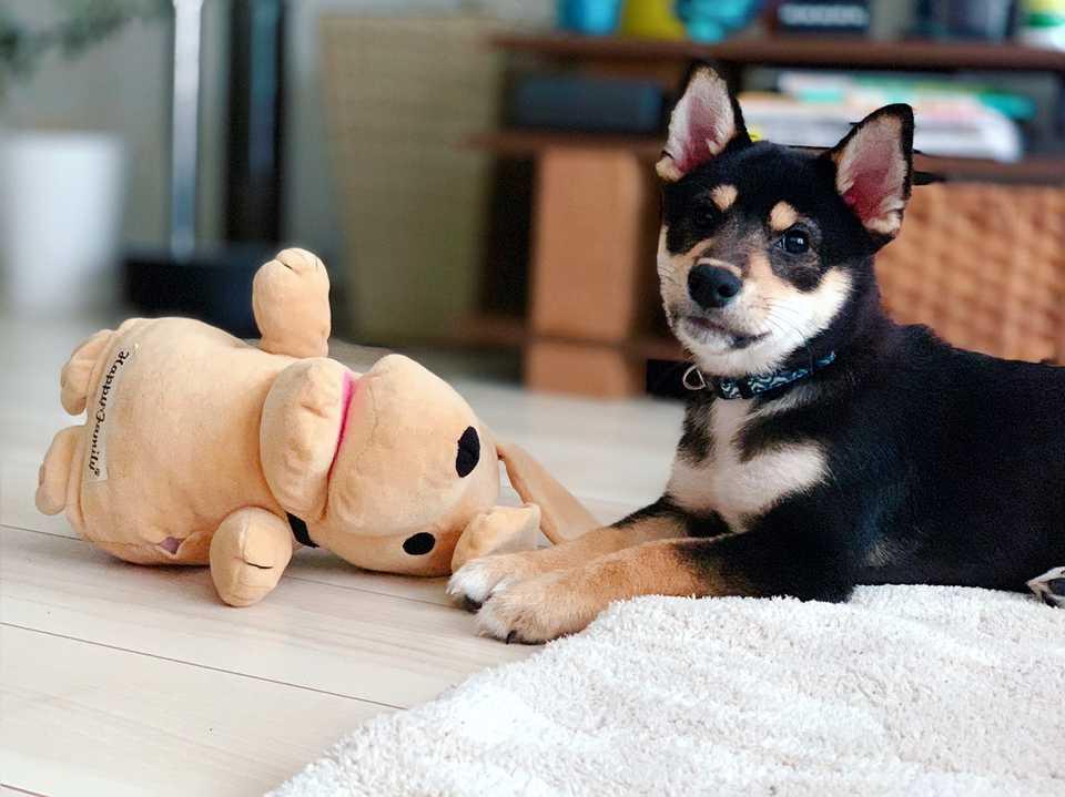 動物病院 イメージ