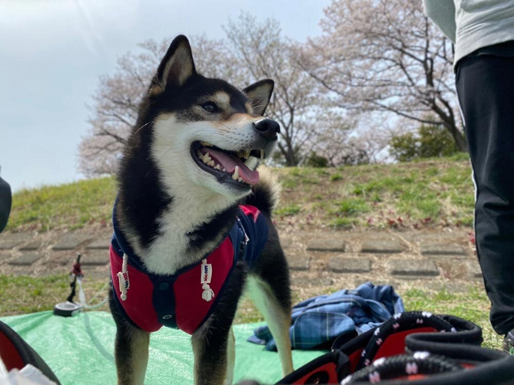 琥大朗 お花見BBQ